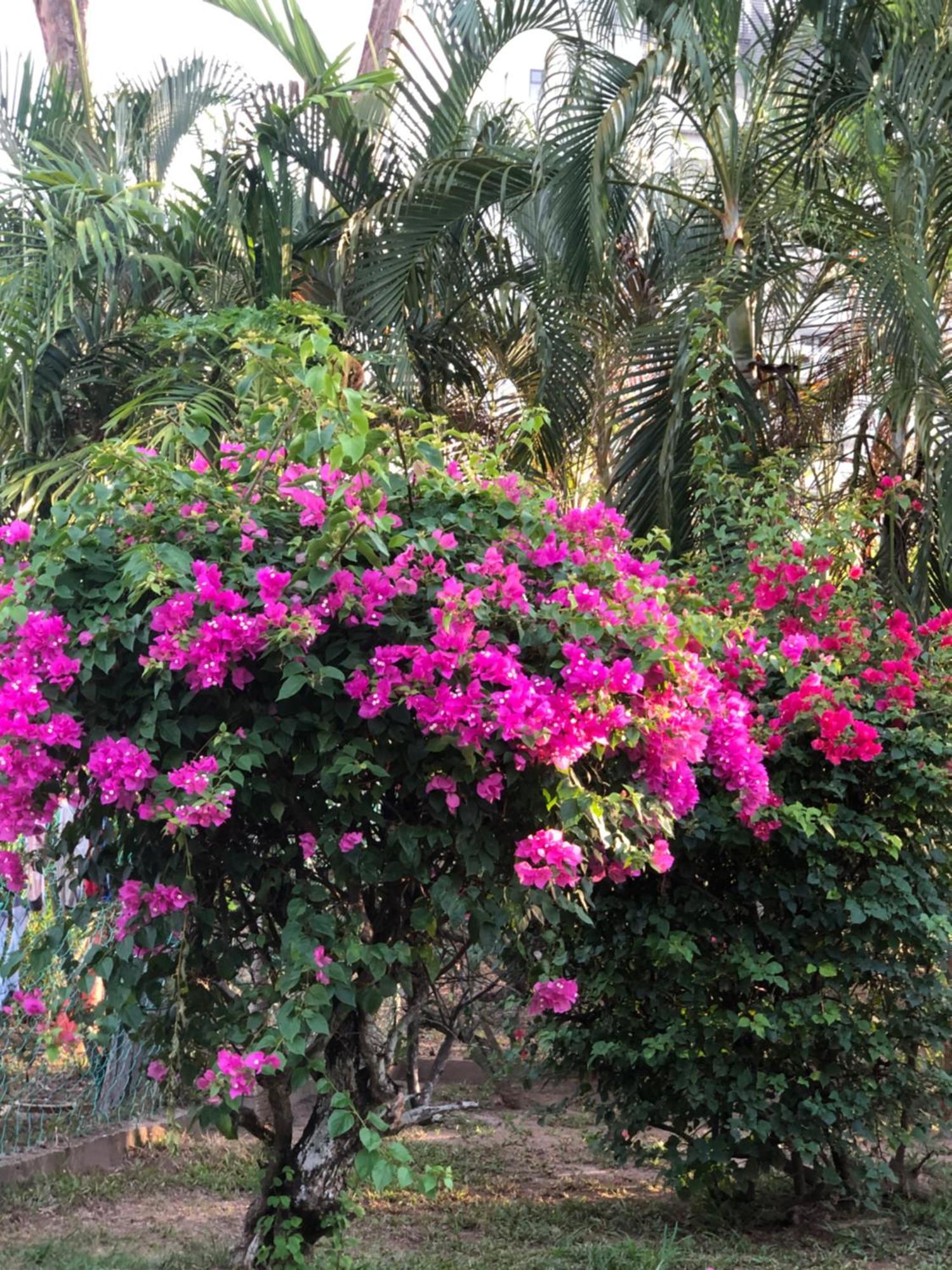 Shaka Garden House Langkawi Apartment Пантай Ченанг Екстериор снимка