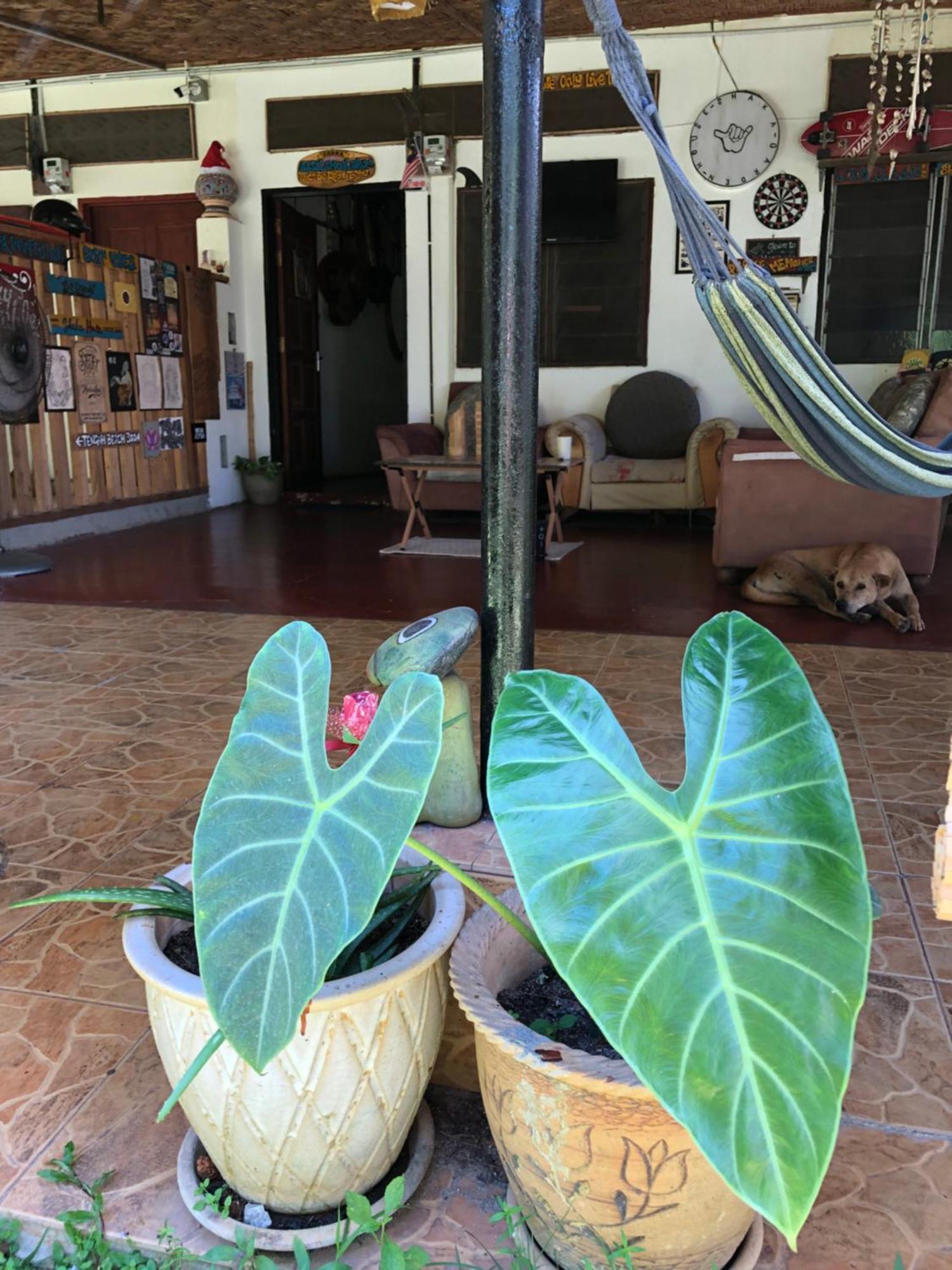Shaka Garden House Langkawi Apartment Пантай Ченанг Екстериор снимка